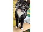 Adopt Reaper a All Black Domestic Shorthair / Domestic Shorthair / Mixed cat in