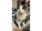 Adopt Milo a Domestic Short Hair