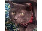 Adopt Nicholas: Courtesy Post a Domestic Shorthair / Mixed (short coat) cat in