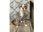 Adopt Timber a Gray or Blue American Shorthair / Mixed (medium coat) cat in West
