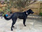 Adopt Luna a Black Labrador Retriever / Boxer / Mixed dog in Sugarloaf