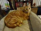 Adopt Georgie a Orange or Red American Shorthair / Mixed (short coat) cat in