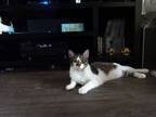 Adopt THOR a White (Mostly) American Shorthair / Mixed (short coat) cat in