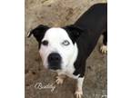 Adopt Buddy a American Staffordshire Terrier