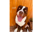 Adopt Carl a American Staffordshire Terrier