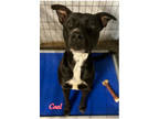 Adopt Coal a American Staffordshire Terrier