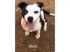 Adopt Pluto a American Staffordshire Terrier