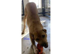 Adopt Frito a Shar-Pei