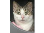 Adopt Blossom a White (Mostly) Domestic Shorthair (short coat) cat in CLEVELAND