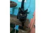 Adopt Rosita a All Black Domestic Shorthair / Domestic Shorthair / Mixed cat in