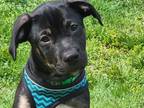 Adopt Antonio a Tricolor (Tan/Brown & Black & White) Rottweiler / American Pit