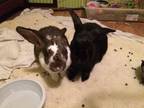 Adopt Al and Dennis a Bunny Rabbit