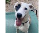 Adopt Nellie AH a White - with Tan, Yellow or Fawn Whippet / Greyhound / Mixed