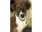 Adopt ALEXANDER a Tennessee Treeing Brindle, Mountain Cur
