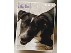 Adopt Lola a Black - with White Australian Cattle Dog / Mixed dog in East