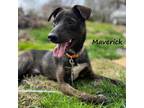 Adopt Maverick a Black Mixed Breed (Medium) / Mixed dog in Staten Island