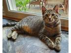 Adopt Ursa a Domestic Mediumhair / Mixed (short coat) cat in Dorchester