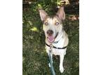 Adopt Peyton a Tan/Yellow/Fawn - with White Pitsky / Mixed dog in New Castle
