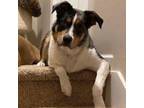 Adopt Togo a Australian Shepherd, Cattle Dog