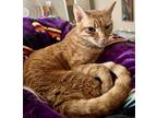 Adopt Thomas a Orange or Red Tabby Domestic Shorthair (short coat) cat in San
