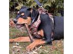 Adopt Jimmy Chew a Miniature Pinscher, Doberman Pinscher