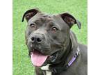 Adopt Spike 6 a Pit Bull Terrier, Mixed Breed
