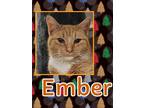 Adopt Ember a American Shorthair