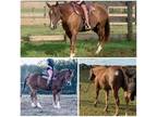 Rosie 7 year QH Mare