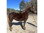 Belgian cross mare