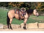Did u say buckskin, beautiful black flowing mane and tail, perfect conformation,