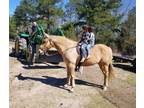 Ranch Broke Beginner Friendly Bombproof Palomino