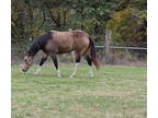 2021 APHA Buckskin mare