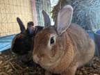Adopt Hugh & Tiny a Bunny Rabbit, American