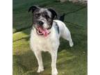 Adopt Pepe a Jack Russell Terrier, Pit Bull Terrier