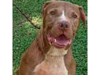 Adopt Jojo a Pit Bull Terrier