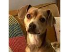 Adopt Risotto a Italian Greyhound, Rat Terrier