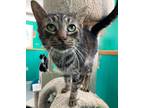 Adopt Martin a Domestic Short Hair, Tabby