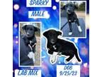 Adopt Sparky a Labrador Retriever