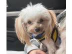 Adopt Puppy Boy Rigby a Yorkshire Terrier, Morkie