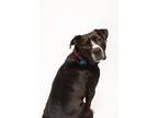 Adopt Bear a Staffordshire Bull Terrier