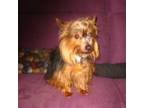 Adopt Sammy (needs to be ONLY pet) a Australian Terrier, Yorkshire Terrier