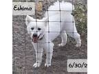 Adopt Eskimo a American Eskimo Dog