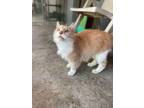 Adopt Angelo a Domestic Long Hair