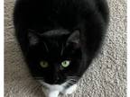 Adopt Mikki a Black & White or Tuxedo Domestic Shorthair cat in Thornburg