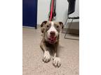 Adopt Walters a Pit Bull Terrier