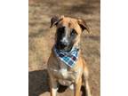 Adopt Ruger a Black Mouth Cur