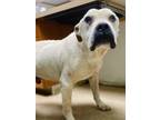 Adopt Barnaby a Pit Bull Terrier