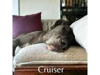 Adopt Cruiser a Great Dane