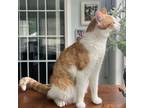 Adopt Doodle a Domestic Short Hair