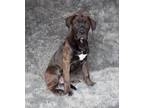 Adopt ADAM a Boxer